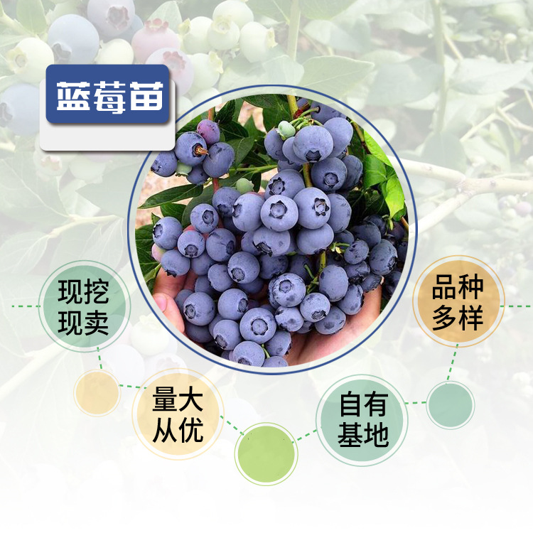 蓝莓苗 组培H5珠宝蓝莓树苗基地适合庭院盆栽种植薄雾蓝莓苗