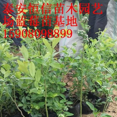 蓝莓苗直供价格