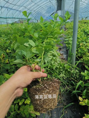 11蓝莓苗湖北适合盆栽还是地栽