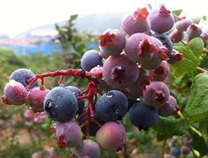 香秀 蓝莓苗 果树苗 盆栽 当年结果蓝莓果树苗 蓝莓果 蓝莓 盆栽蓝莓 南方蓝莓苗 北方 蓝莓树苗 (南蓝蓝莓, 8年苗): 亚马逊中国: 家居