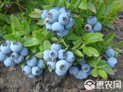 北高从蓝莓苗