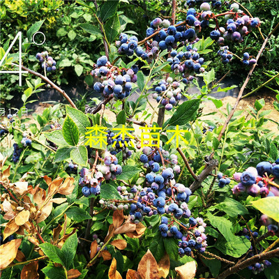 蓝莓苗价格 出售蓝莓苗 蓝莓苗批发 蓝莓苗栽培技术 实景拍摄 欢迎选购图片_高清图_细节图-泰安开发区森杰园艺场