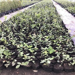 【圆蓝蓝莓苗怎么种、圆蓝蓝莓苗厂家】- 