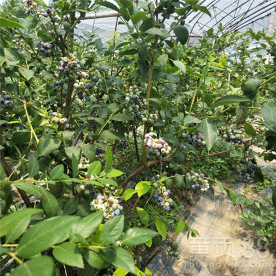山东北陆蓝莓苗、北陆蓝莓苗基地