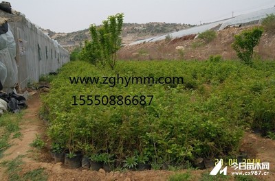 【蓝莓苗价格】|蓝莓苗咋培养|林海雪原蓝莓酒价格