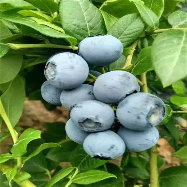 蓝莓苗价格 汶泽园艺 蓝莓苗销售 基地直销 欢迎选购