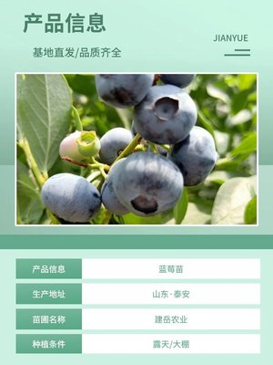 H5奥尼尔蓝莓苗 根系发达植株强壮 果实大结果量大 建岳农业