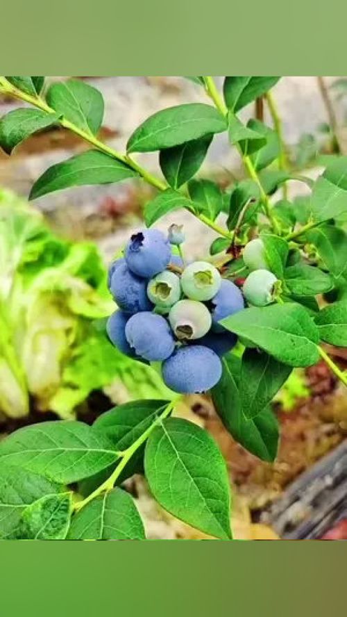 农业种植技术 嫁接技术 蓝莓苗种植