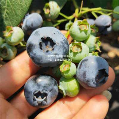 推荐兔眼蓝莓苗品种介绍 蓝莓苗详细介绍