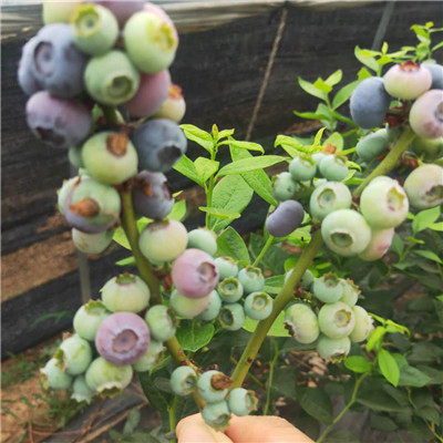 北村蓝莓苗种植加工技术 广东蓝莓苗