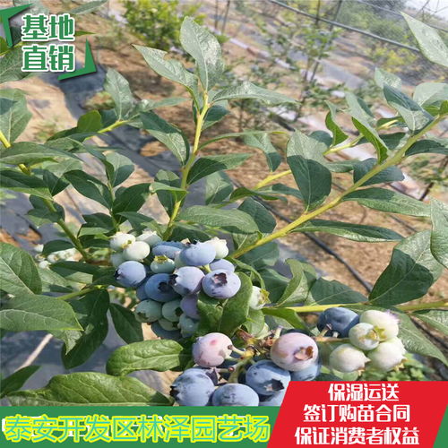 【温莎蓝莓苗栽植注意事项、温莎蓝莓苗越冬管理】- 