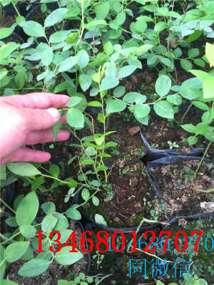 新闻 南陆蓝莓苗批发商蓝莓苗浙江