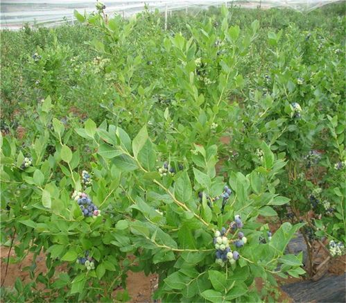 【4年蓝金蓝莓苗当年结果带果发货蓝莓适合酸性土壤】- 