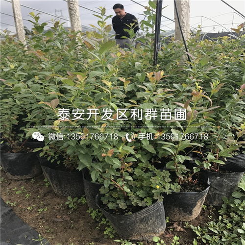 天后蓝莓苗哪里有卖 天后蓝莓苗多少钱一棵