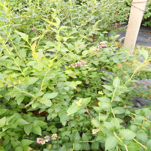 【河北张北出售蓝莓苗基地】- 