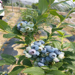 智力都克蓝莓苗厂家泰安爱科蓝莓广东汕尾智力都克蓝莓苗