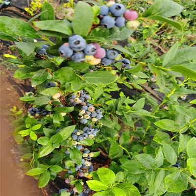 厂家批发公爵蓝莓苗,优瑞卡蓝莓苗种植规律
