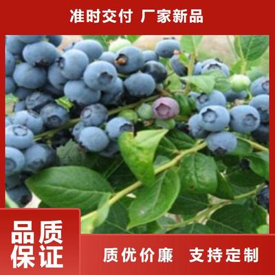武邑|冀州|承德|秦皇岛葡萄苗|衡水葡萄苗(更新时间:2025-09-04 08:20:19)