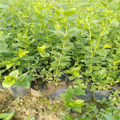 娄底爱科蓝莓绿宝石蓝莓苗操作简单