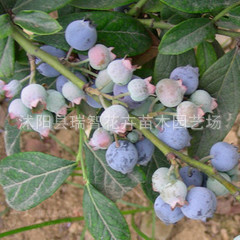 蓝莓苗-盆栽 南方北方种植蓝莓苗-南蓝-南高丛 蓝莓树苗当年结果 图片_高清大图 