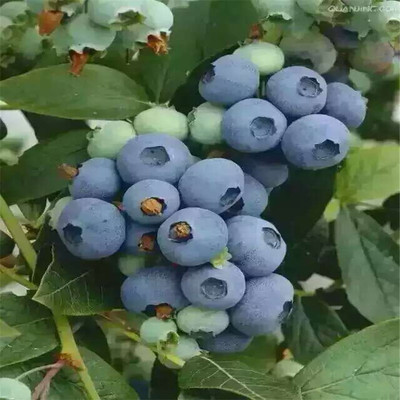 山东瑞卡蓝莓苗产品介绍瑞卡蓝莓苗耐寒程度