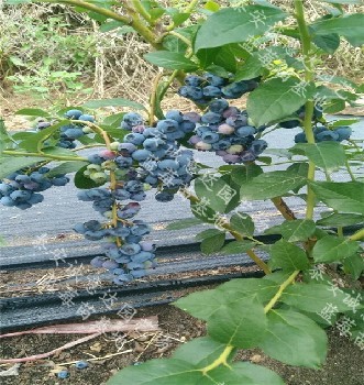 贵州晚蓝蓝莓苗大型育苗基地\晚蓝蓝莓苗几年结果