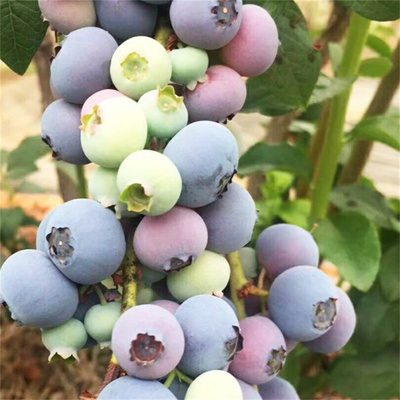 合肥蓝莓苗批发 两年蓝莓苗的种植与市场前景