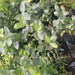 安徽都克蓝莓苗基地 专业批发优质蓝莓苗,助力产业发展