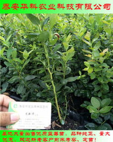 辽阳兔眼蓝莓苗2019上市，华科公司开启销售新篇章