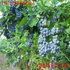 优质蓝莓苗产品展示