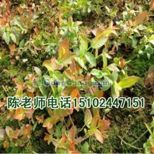 蓝莓苗供应信息与市场价格分析
