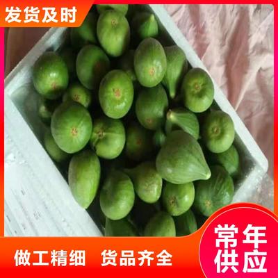 无花果与蓝莓苗工厂采购指南