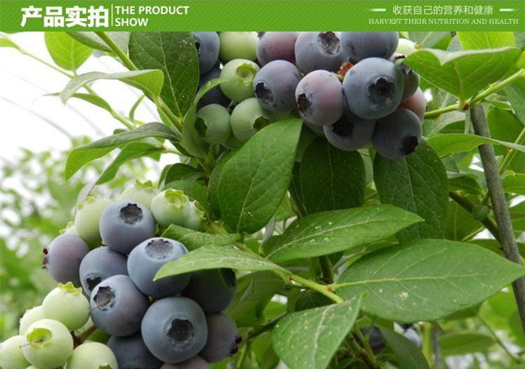 精品盆栽蓝莓苗 种植与养护指南