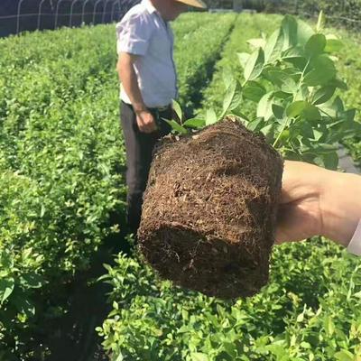 泰安天后蓝莓苗培育与修剪技术指南