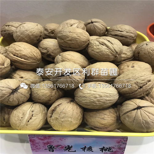 早熟蓝莓苗报价与种植指南