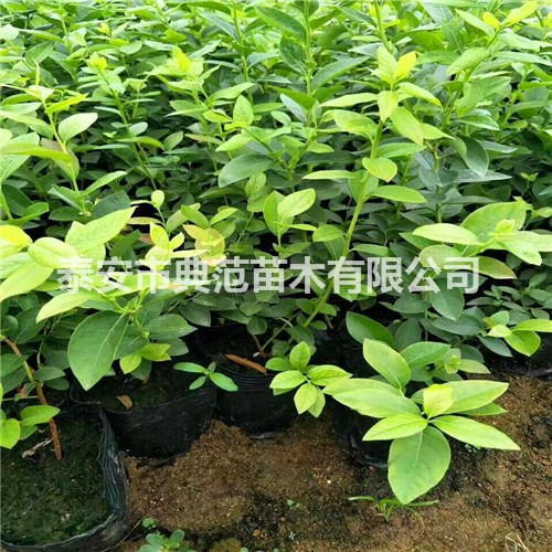 北陆蓝莓苗市场价格及选购指南