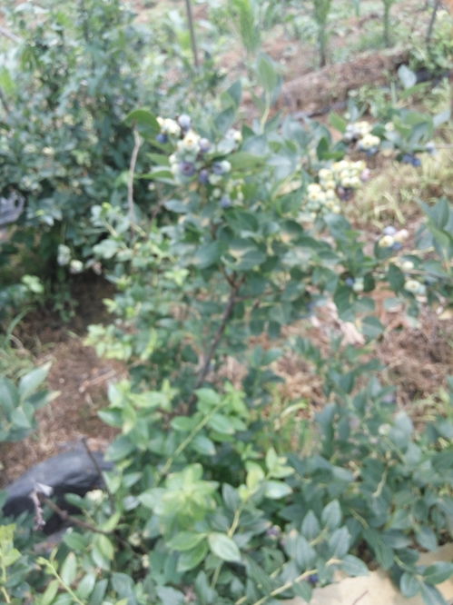 鹤岗蓝莓苗 北方寒地的蓝色宝藏