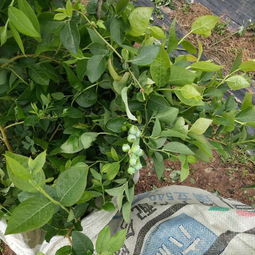 广西岑溪市公爵蓝莓苗 致富新宠，开启蓝莓产业新篇章