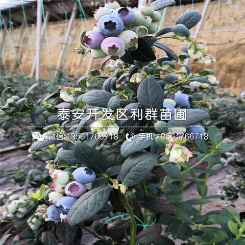 双丰蓝莓树苗新品种介绍及价格分析