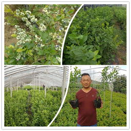 组培蓝莓苗优势与许昌奥尼尔蓝莓苗规划管理