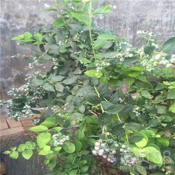 蓝莓苗需要嫁接吗？新品种蓝莓苗的市场前景分析