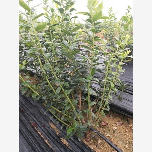 石嘴山蓝莓苗专业育苗基地 优质蓝莓苗及全方位技术支持